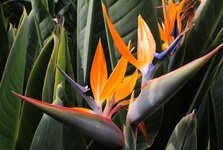bird-of-paradise-flower.jpg bird-of-paradise-flower.jpg