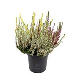 1662-1.jpg 1662-1.jpg