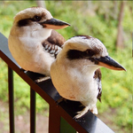 الكوكوبارا الضاحك"