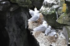 gulls-box-wall-birds-sitting-gull-sea-nest.jpg