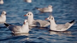 gulls-lake-water-birds-seagull-sea-bird-nature-coast.jpg