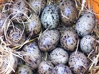 gulls-eggs-egg-seagull-bird-nature-bird-s-nest-breed-eat-hatching.jpg