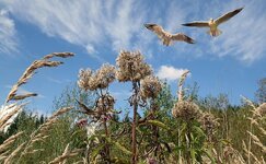 nature-sky-clouds-blue-flower-grass-green-summer-landscape.jpg