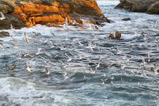 flock-of-birds-gulls-wave-surf-spray-rock-coast.jpg