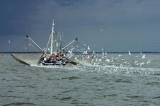 north-sea-fishing-vessel-gulls-fishing-boat-fishing-industry-cutter-ship-fishing-east-frisia.jpg