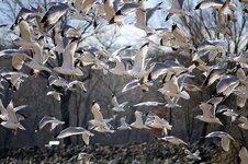 birds-gulls-seagull-fly-waterfowl-wing-nature-wildlife-flight.jpg