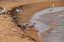 baikal-gulls-beach.jpg