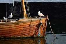 fishing-boat-port-romantic-water-boat-fishing-port-fishing-vessel-romance-gulls.jpg