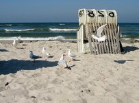 baltic-sea-gulls-coast-sea-beach-beach-chair.jpg
