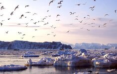bay-ships-ice-sunset-gulls-evening-silence-lull-a-flock-of.jpg