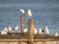 gulls-water-water-bird-bird.jpg