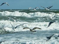 sea-beach-wave-north-sea-water-nature-surf-spray-wind.jpg