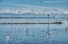 bank-lake-waters-gulls-birds-flying-swarm-group.jpg