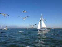 sailing-boat-gulls-north-sea.jpg