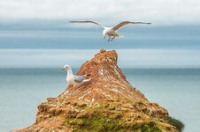 gulls-ocean-reefs-devon-england.jpg