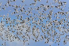 black-headed-gulls-swarm-flock-of-birds.jpg