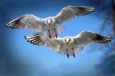 gulls-birds-flying-water-bird-seevogel-animal-wing-sky-close-up.jpg