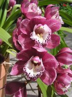 orchid-pink-blooms-plant.jpg