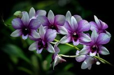 orchid-purple-flowers-nature-tropical-beauty-blossom-petal-beautiful.jpg