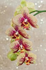 orchid-phalaenopsis-flower-bloom-macro-plant-bright-beautiful-beautiful-flower.jpg