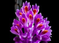 wild-orchid-orchid-blossom-bloom-flower-purple.jpg