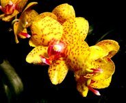 yellow-orchid-flower-tropical-plant-exotic.jpg