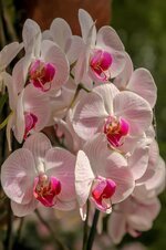 orchid-plant-nature-flowers-red-pink-white-exotic-tropical.jpg