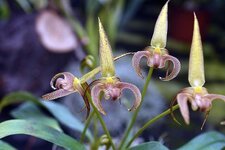 orchid-bulbophyllum-plant-flower-macro-nature-exotic.jpg