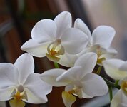 hybrid-phalaenopsis-phalaenopsis-orchid-yellow-white-pot-plant-plant-tropical-flower.jpg
