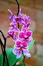 orchid-flower-blossom-bloom-purple-plant-phalaenopsis-orchid-phalaenopsis-flora.jpg