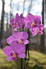 flower-plant-nature-orchid-phalaenopsis-purple-flowering.jpg