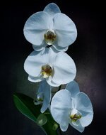 orchid-flower-blossom-bloom-white-plant-tropical.jpg