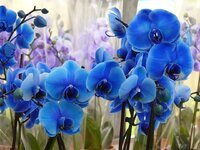 orchid-blue-flower-beautiful-plant-blossom-bloom-tropical-keukenhof.jpg