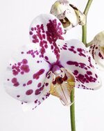 phalaenopsis-orchid-phalaenopsis-orchid-tropical-flower-striped-kalaidoskop-butterfly-orchid-p...jpg