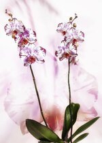 orchid-phalaenopsis-red-white-speckled-phalaenopsis-orchid-flower-tropical-butterfly-orchid-pl...jpg