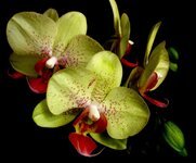 flower-nature-tropicale-floral-orchid-colors-orchids-yellow-composition.jpg