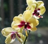 hybrid-phalaenopsis-phalaenopsis-orchid-yellow-red-pot-plant-plant-tropical-flower.jpg