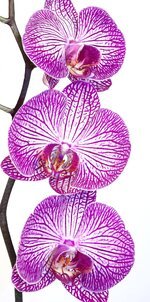 orchid-phalaenopsis-pink-purple-striped-flower-exotic-phalaenopsis-orchid-tropical.jpg