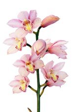 orchid-flowers-plant-pink-bloom-white.jpg