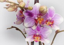 phalaenopsis-purple-orchid-farbenpracht-bloom-phalaenopsis-orchid-plant-blossom-flora.jpg