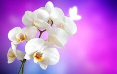 orchid-butterfly-flower-white-blossom-bloom-background.jpg