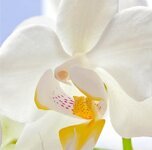 orchid-macro-butterfly-orchid-blossom-bloom-flower-plant-white-nature.jpg