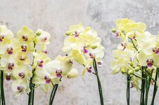 orchid-flower-floral-nature-blossom-bloom-tropical-plant-botany.jpg