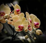 moth-orchid-phalaenopsis-flowers-yellow-cream-buds-blossom-bloom.jpg