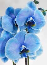 orchid-blue-phalaenopsis-colored-floral-flower-exotic-blossom-bloom.jpg