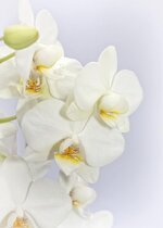 phalaenopsis-orchid-weis-flower-tropical-butterfly-orchid-plant-blossom-bloom.jpg