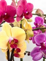 orchid-phalaenopsis-butterfly-orchid-tropical-pink-blossom-bloom-plant-white.jpg