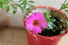 jug-pink-flower-spring-flowers-plant-rosa-nature-beautiful.jpg