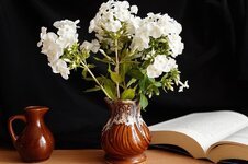 nature-plants-flowers-white-phlox-vase-jug-book.jpg