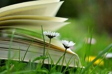 بين الصفحات